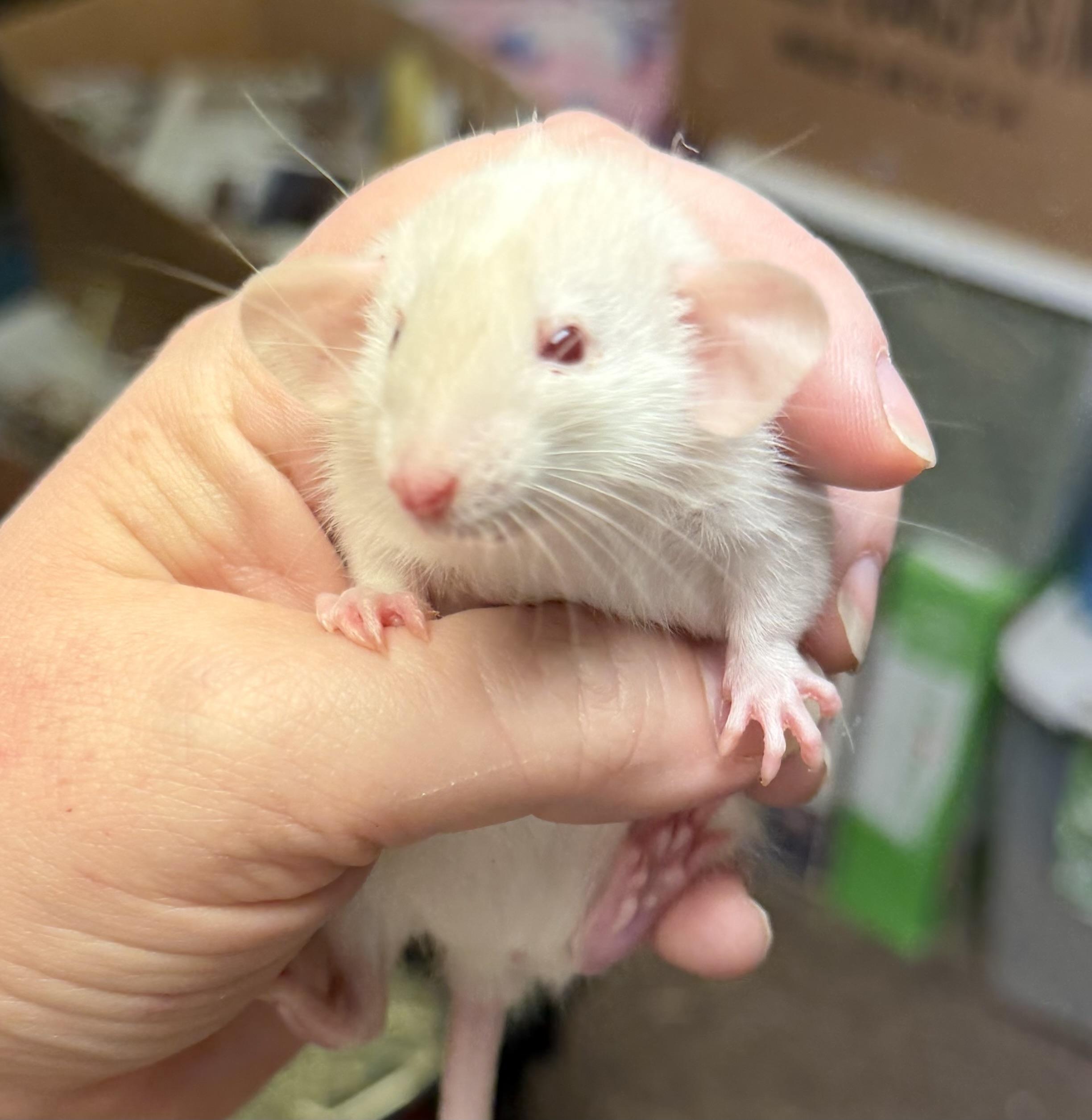 Five baby girls, an adopted Rat in Edinburg, PA image 2/5