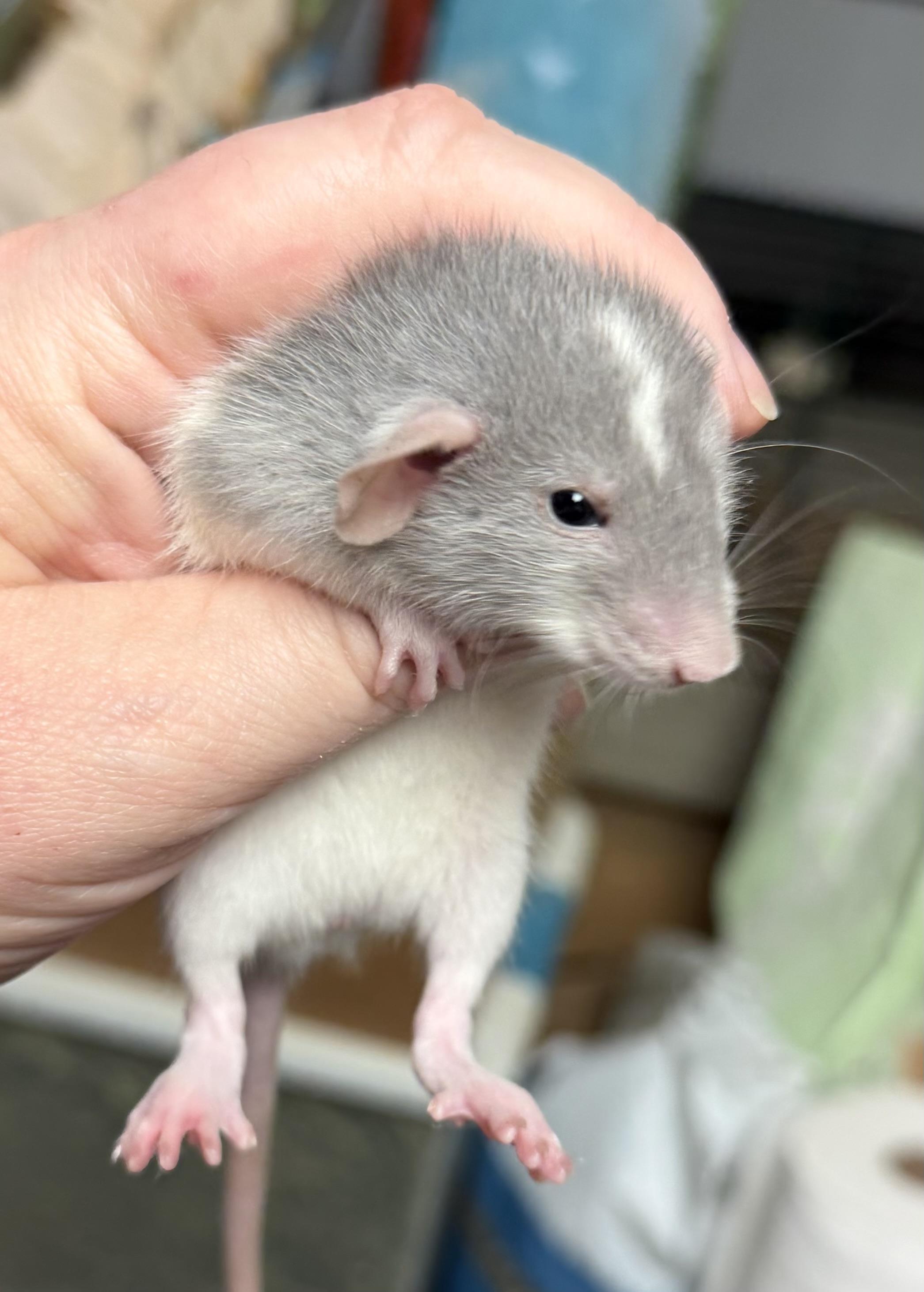 Five baby girls, an adopted Rat in Edinburg, PA image 3/5