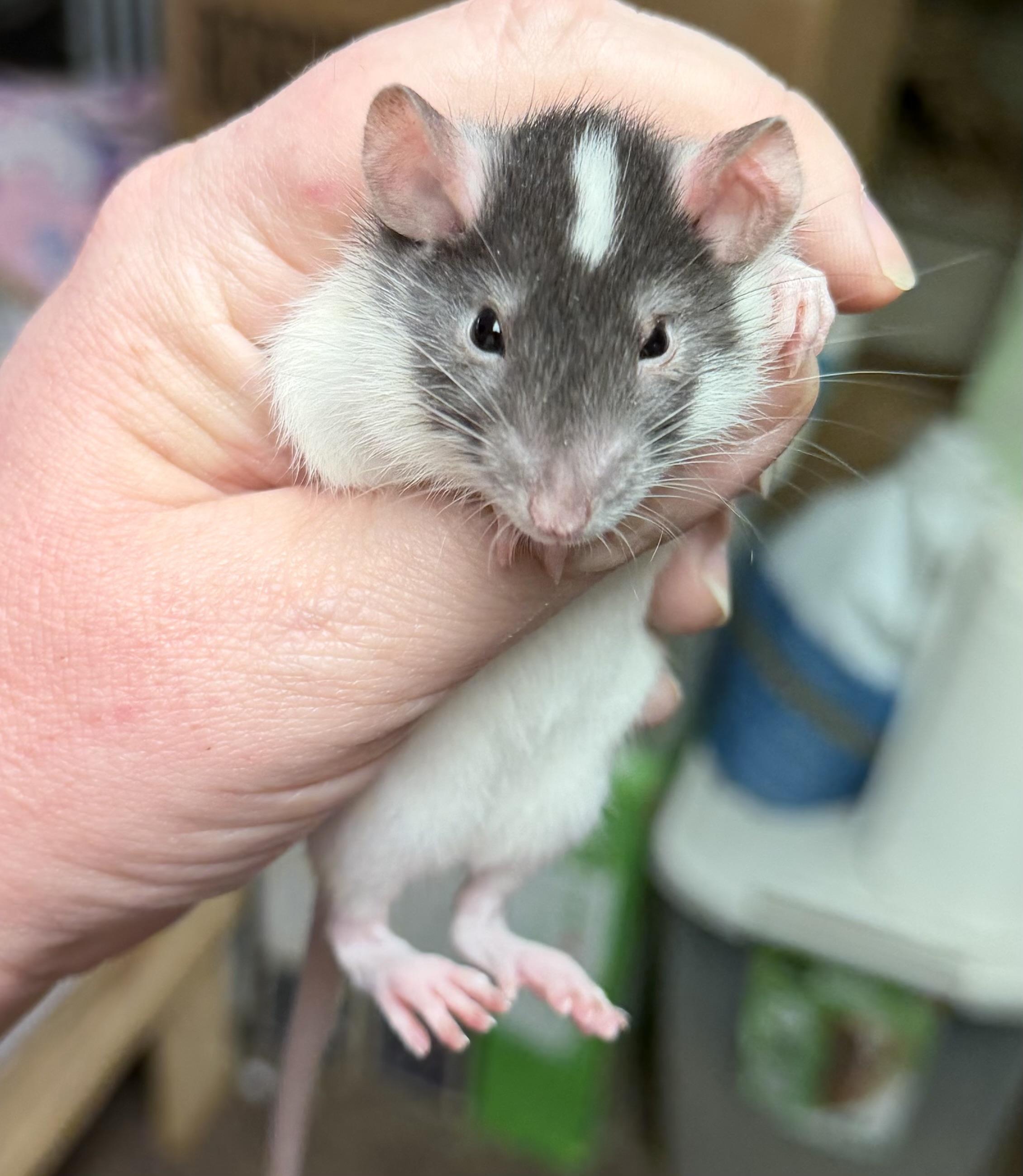 Five baby girls, an adopted Rat in Edinburg, PA image 5/5