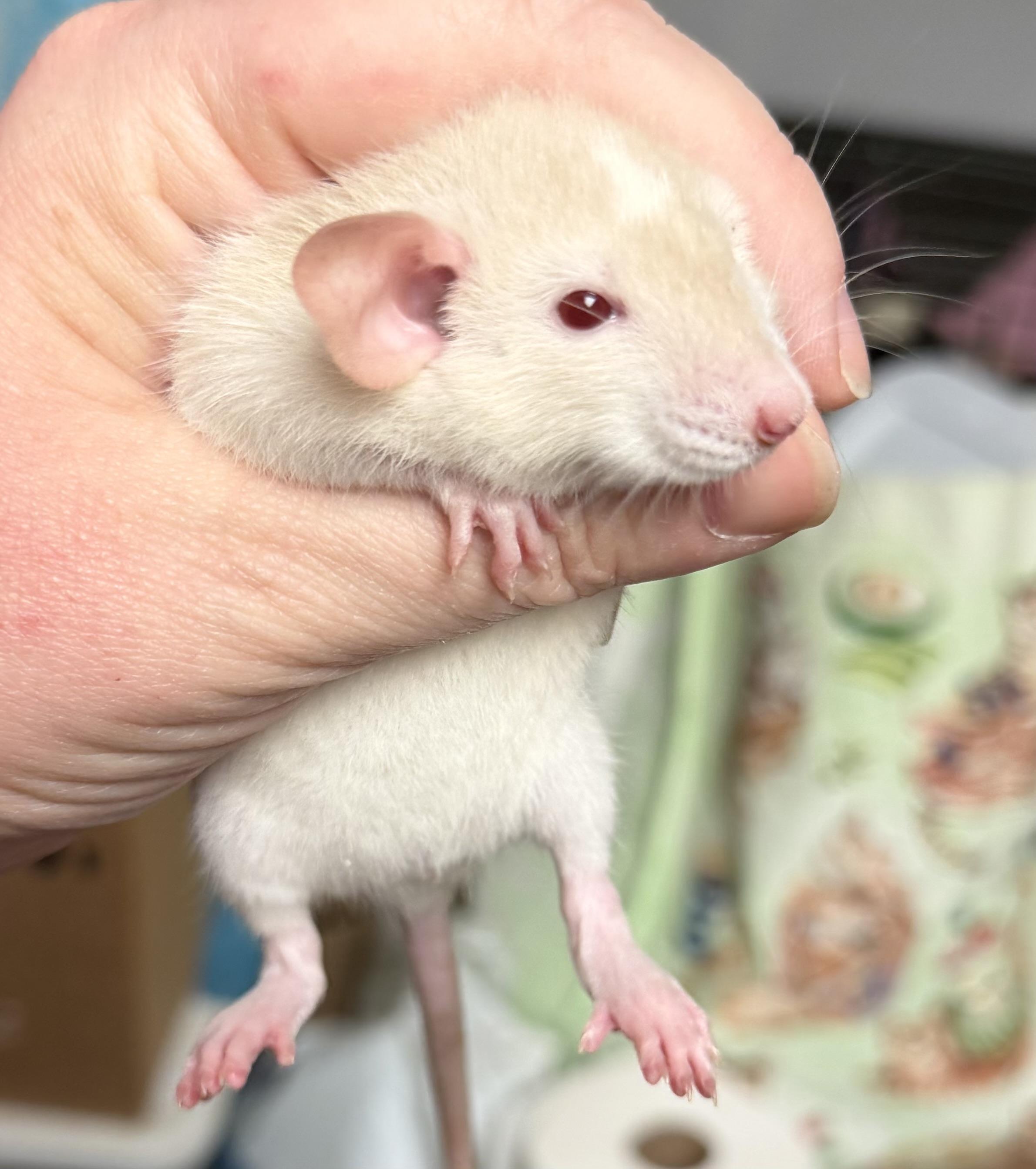 Five baby girls, an adopted Rat in Edinburg, PA image 1/5