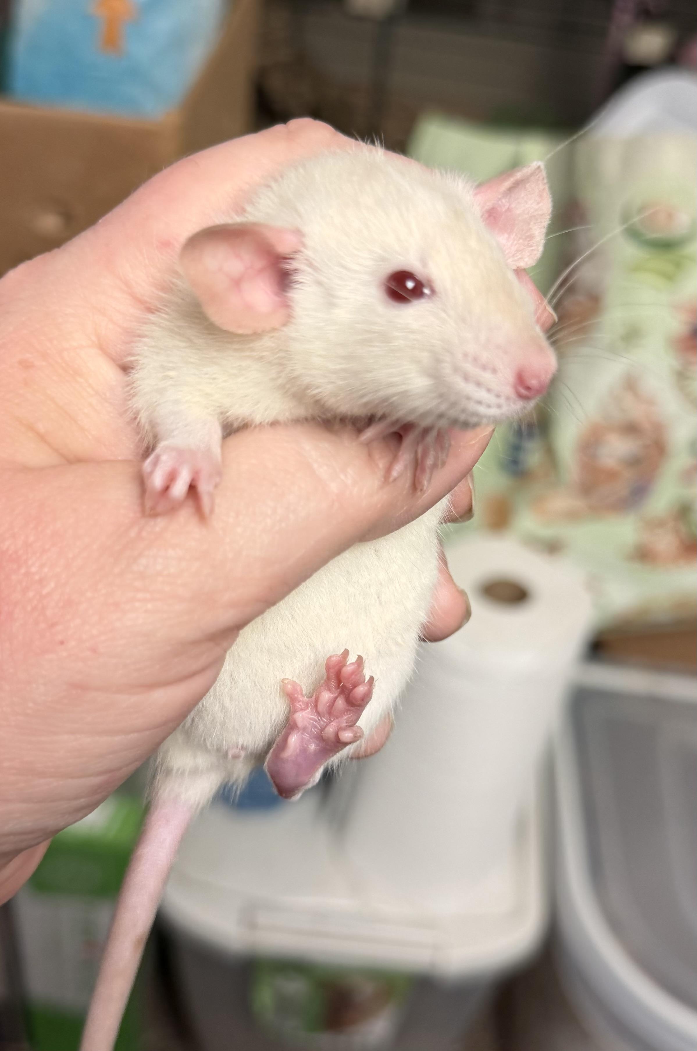 Five baby girls, an adopted Rat in Edinburg, PA image 4/5