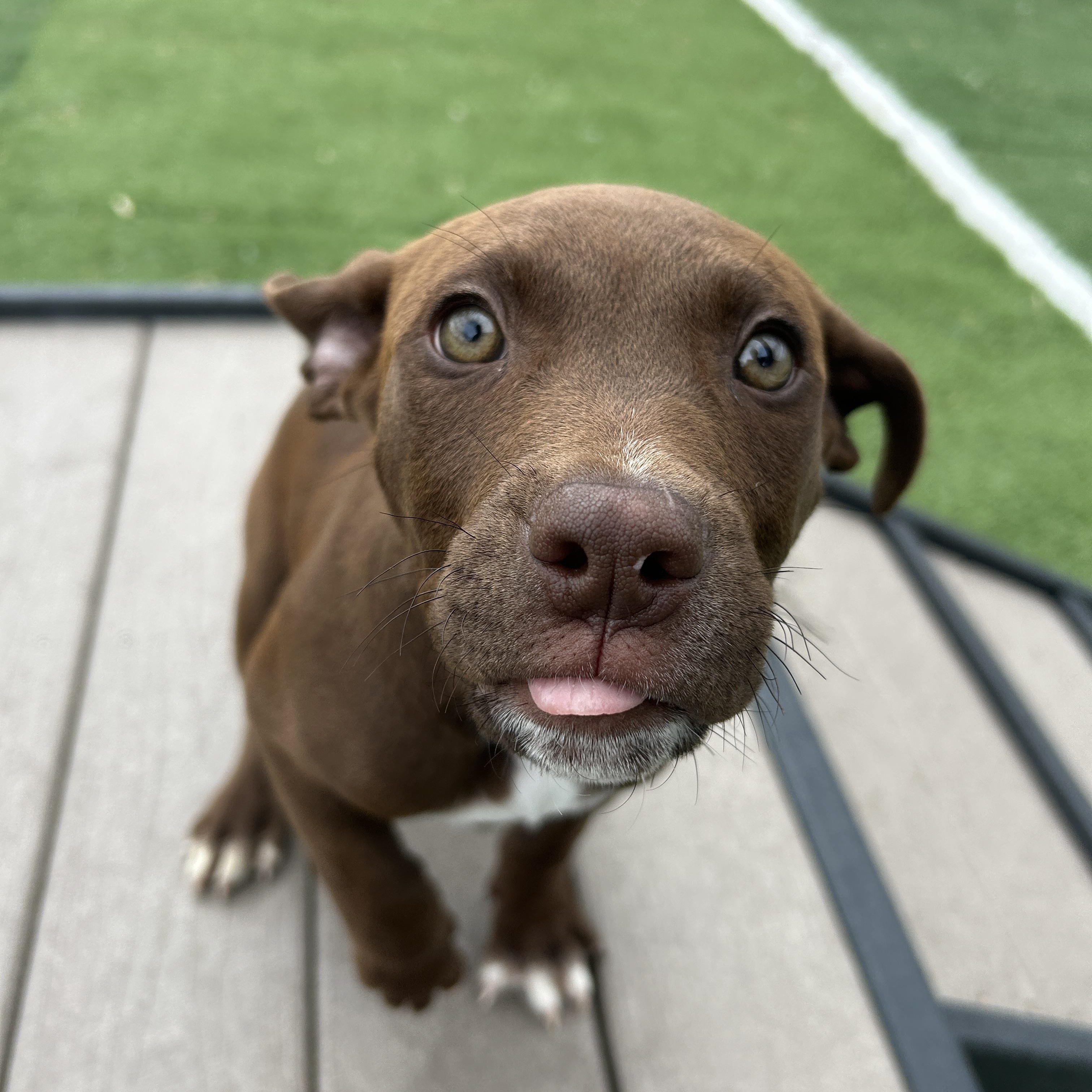 John, ADOPTABLE, Puppy Male American Staffordshire Terrier.