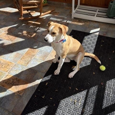 Enlarge Lark, a Adoptable mixed breed in Manhasset, NY image 4/4