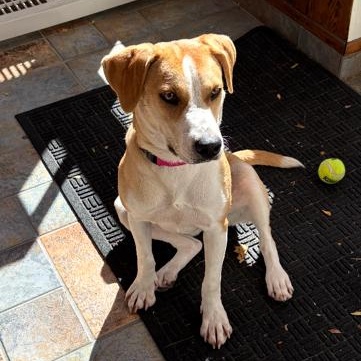Enlarge Lark, a Adoptable mixed breed in Manhasset, NY image 3/4