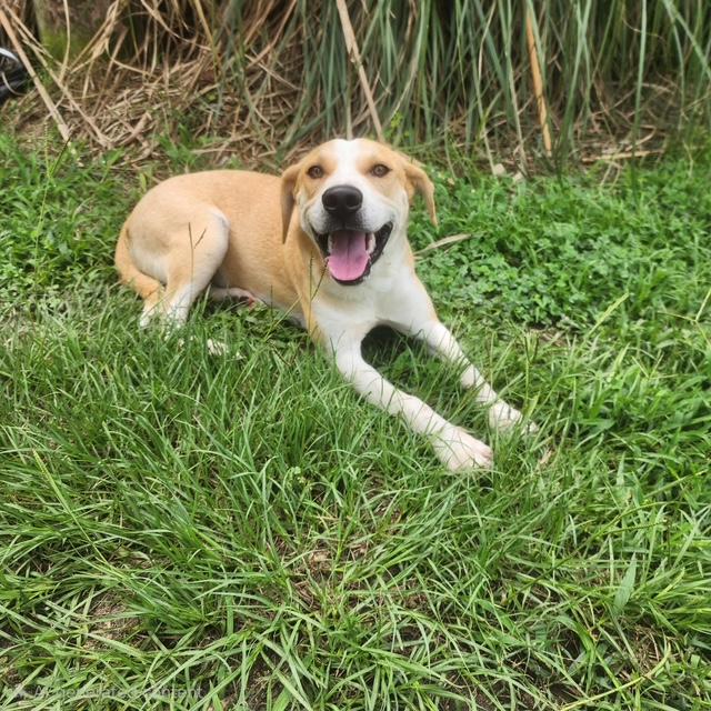 Enlarge Lark, a Adoptable mixed breed in Manhasset, NY image 2/4