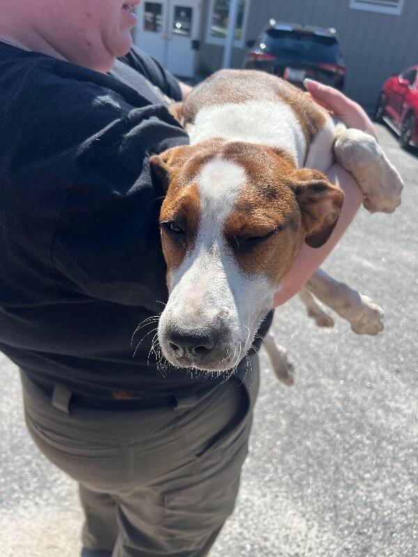 Cookie, a Adoptable mixed breed in Supply, NC image 1/2