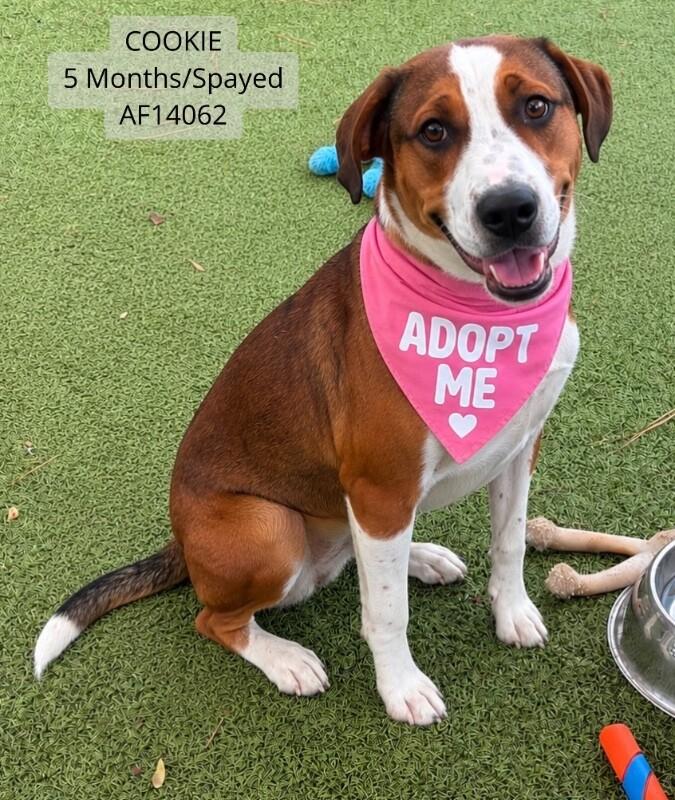 Cookie, a Adoptable mixed breed in Supply, NC image 2/2