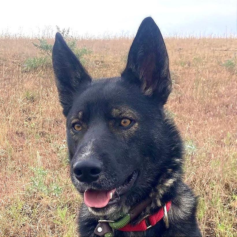 Roscoe, Adoptable, Adult Male Shepherd & Mixed Breed.