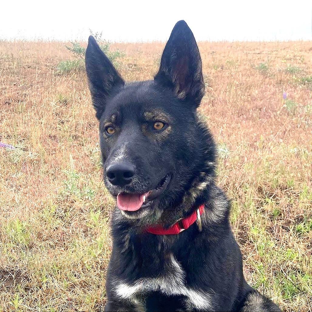 Enlarge Roscoe, a Adoptable mixed breed in TONASKET, WA image 2/3