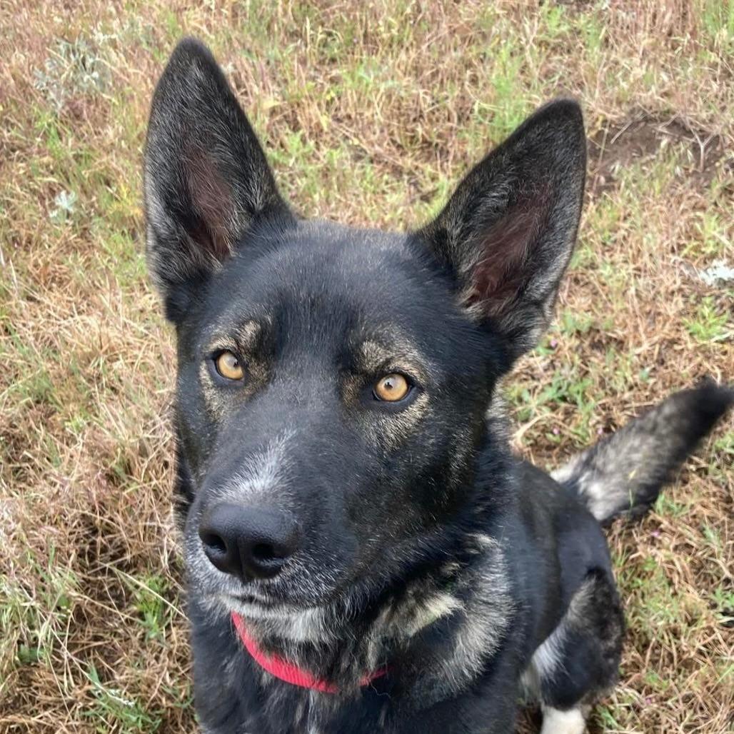 Enlarge Roscoe, a Adoptable mixed breed in TONASKET, WA image 3/3