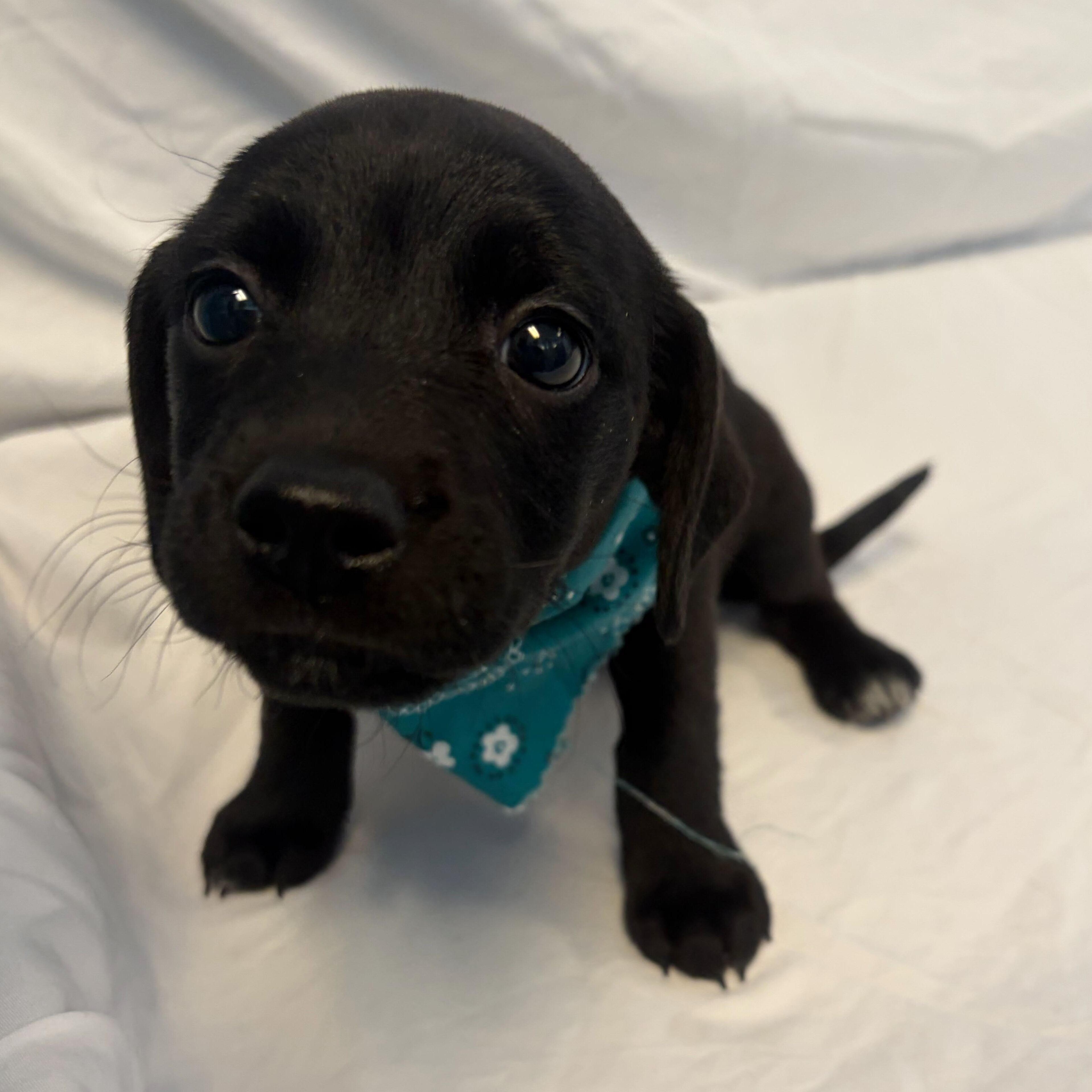 Scrabble, adopted, Puppy Female Mixed Breed.