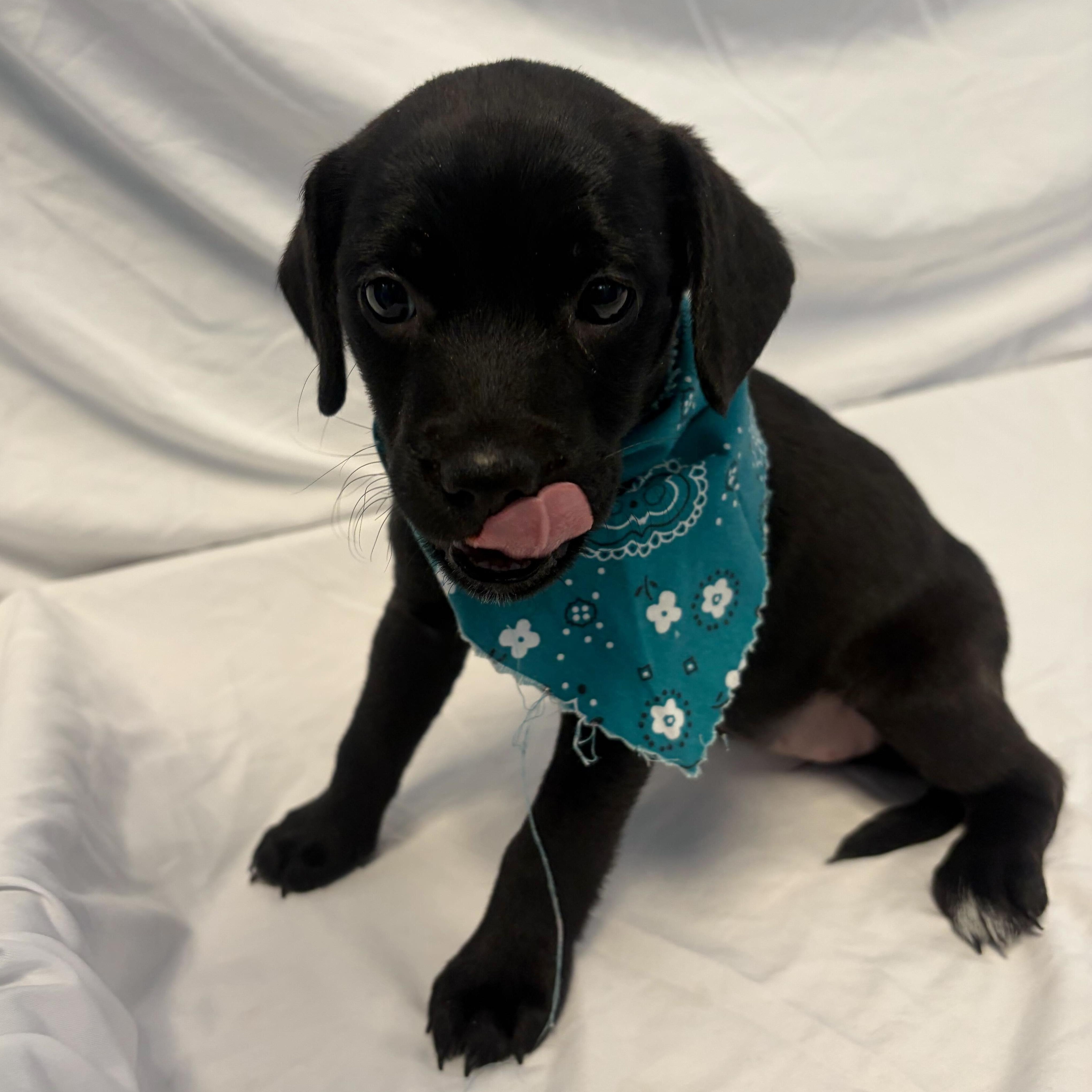 Enlarge Scrabble, an adopted Mixed Breed in Canal Winchester, OH image 2/2