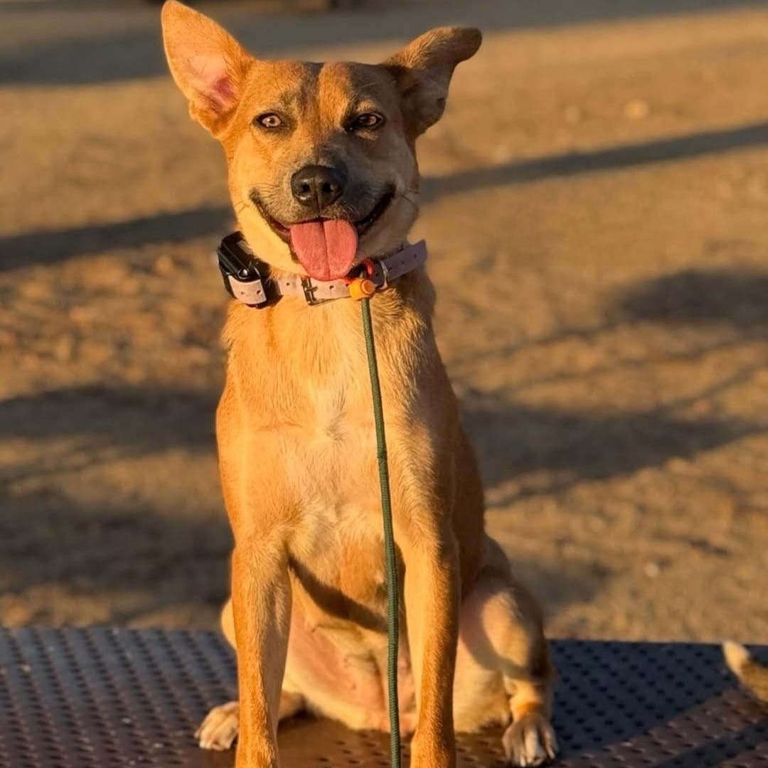 Enlarge Missy, a Adoptable mixed breed in Whittier, CA image 2/3