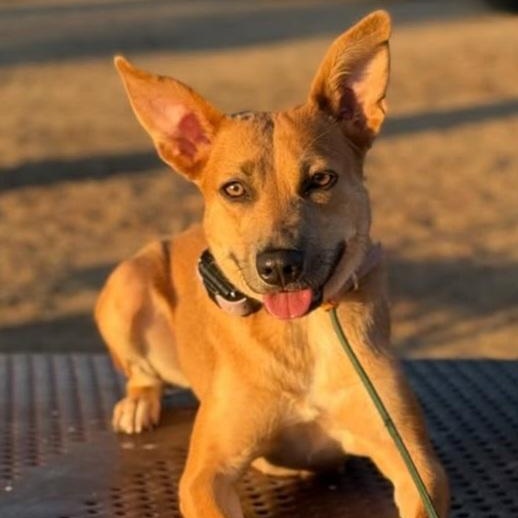 Enlarge Missy, a Adoptable mixed breed in Whittier, CA image 1/3