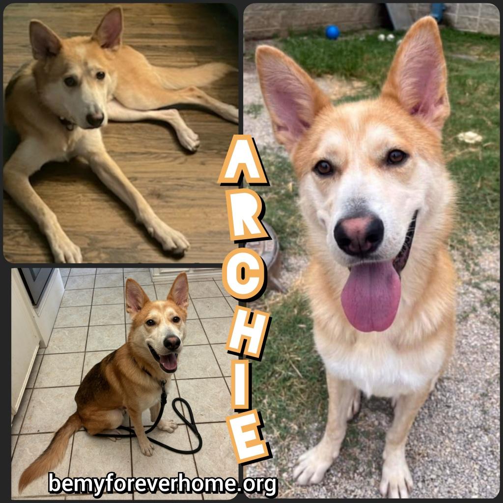Enlarge Archie, a Adoptable mixed breed in Plano, TX image 1/1