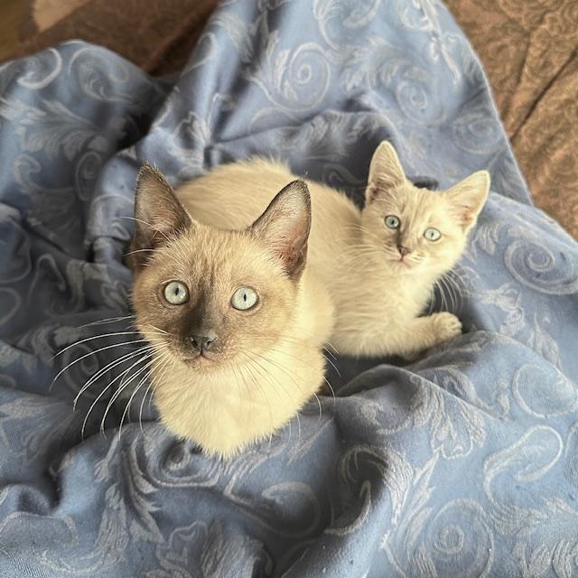 Gillian & Sally 9 wk old sister pair, Adopted, Kitten Female Siamese & Domestic Short Hair.