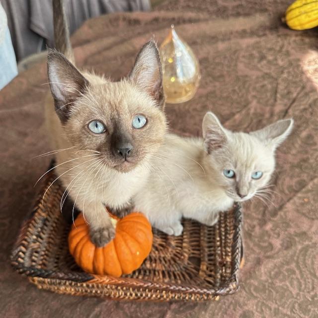 Enlarge Gillian & Sally 9 wk old sister pair, a Adopted mixed breed in Toluca Lake, CA image 3/3