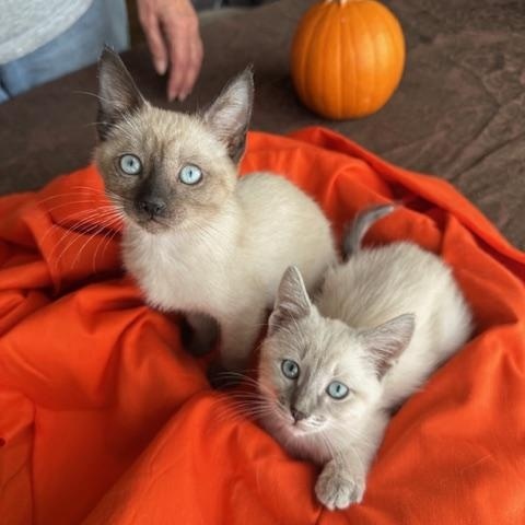 Enlarge Gillian & Sally 9 wk old sister pair, a Adopted mixed breed in Toluca Lake, CA image 1/3