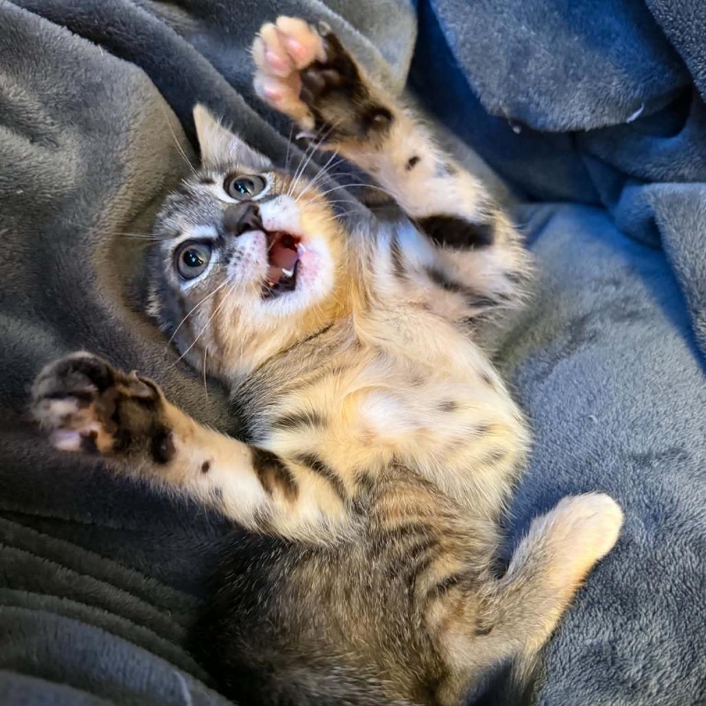 Wendy, Adoptable, Kitten Female Domestic Short Hair & Domestic Short Hair.