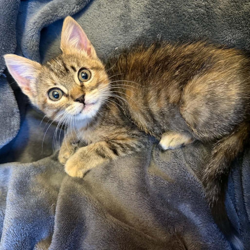 Enlarge Wendy, a Adoptable mixed breed in Alma, WI image 6/6