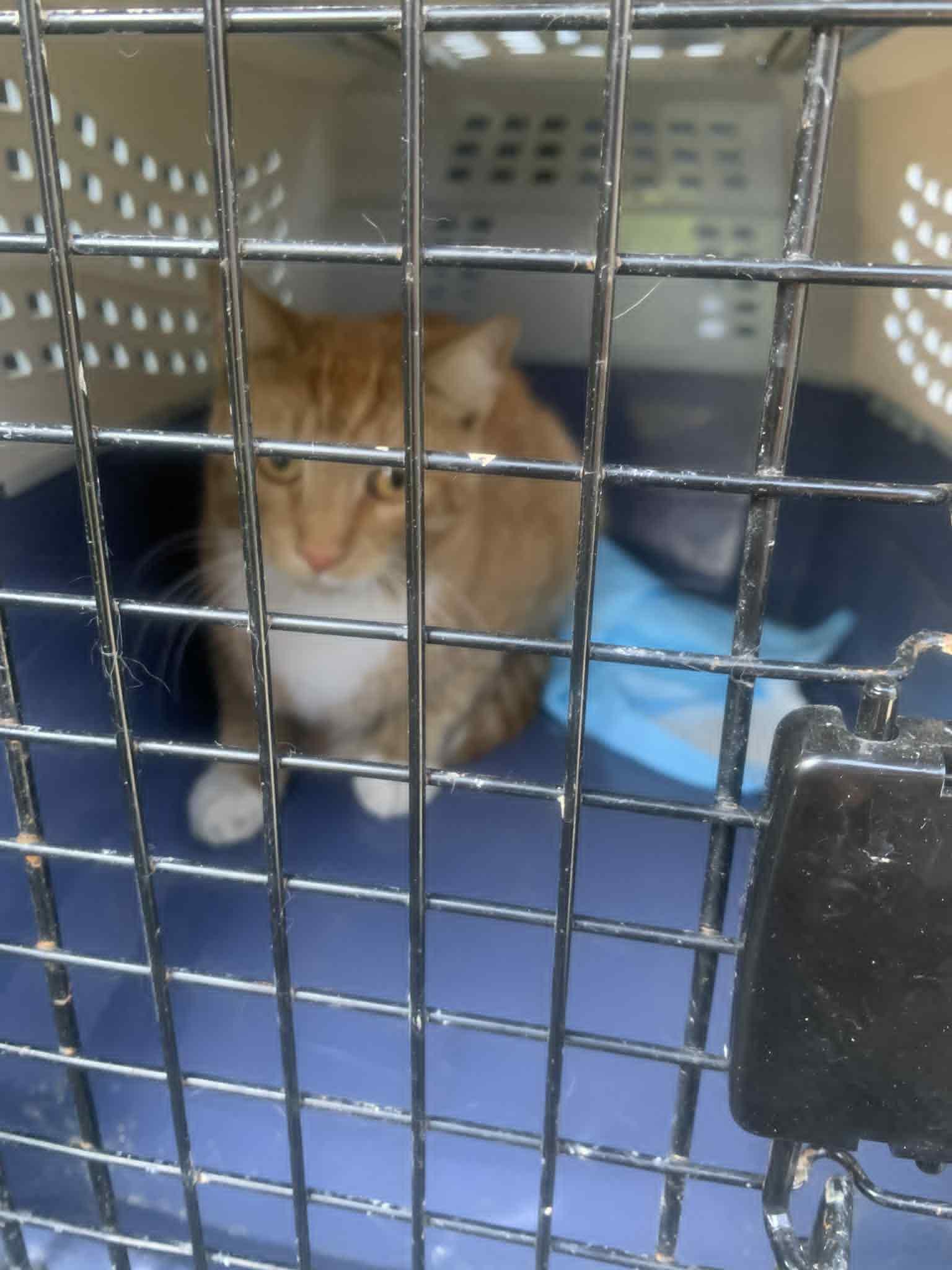 Aviation, Adoptable, Adult Male Domestic Short Hair.