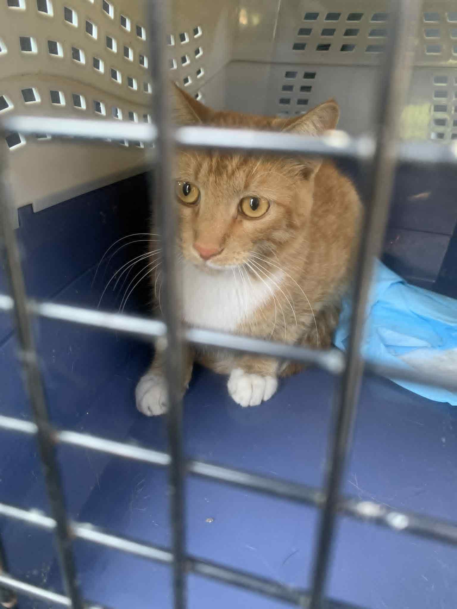 Enlarge Aviation, a Adoptable Domestic Short Hair in Fredericksburg, VA image 2/4