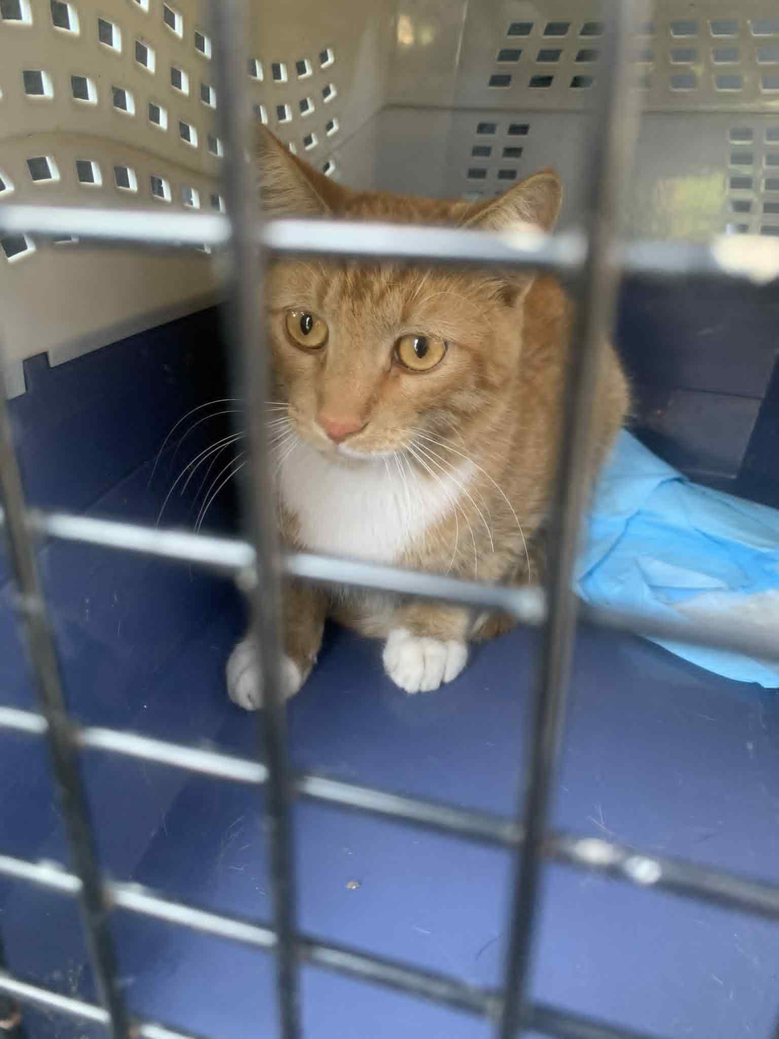 Enlarge Aviation, a Adoptable Domestic Short Hair in Fredericksburg, VA image 4/4