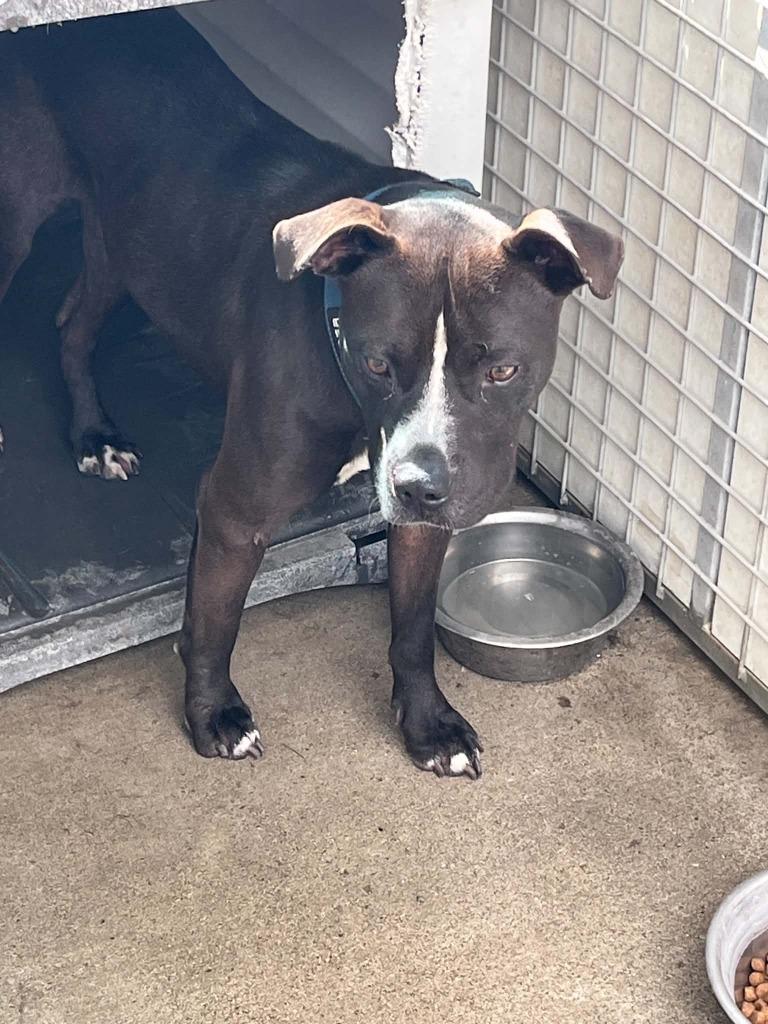 Parker, Adoptable, Adult Male Pit Bull Terrier.