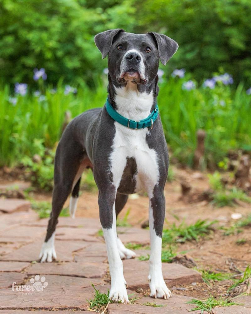 Derby, Adoptable, Young Male Great Dane & Pit Bull Terrier.