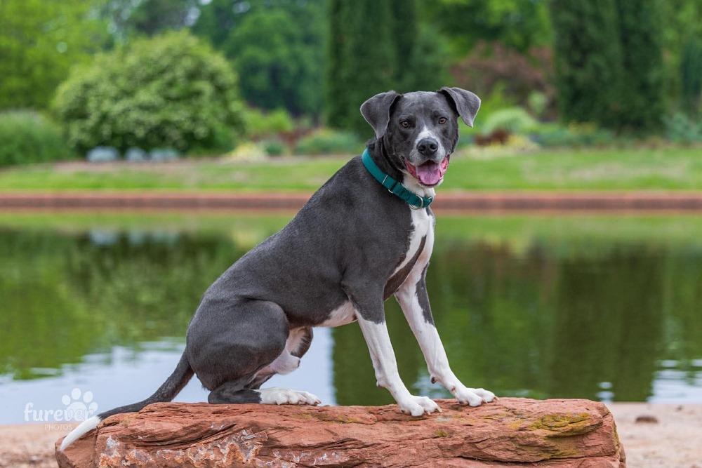 Enlarge Derby, a Adoptable mixed breed in Shawnee, OK image 2/6