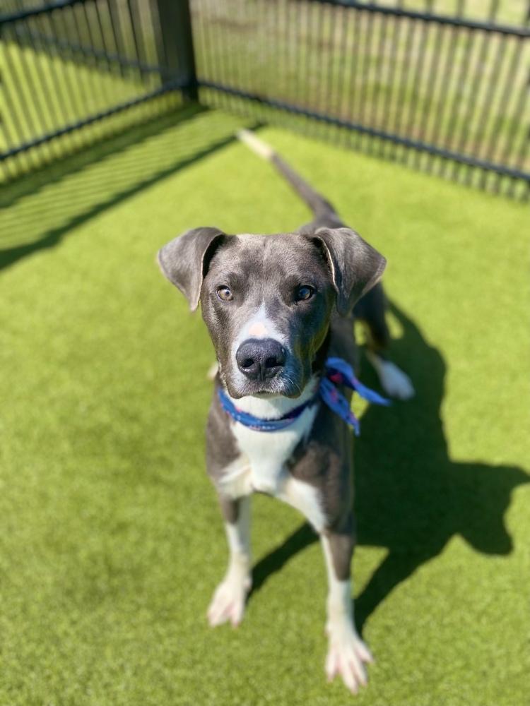 Derby, a Adoptable mixed breed in Shawnee, OK image 2/5