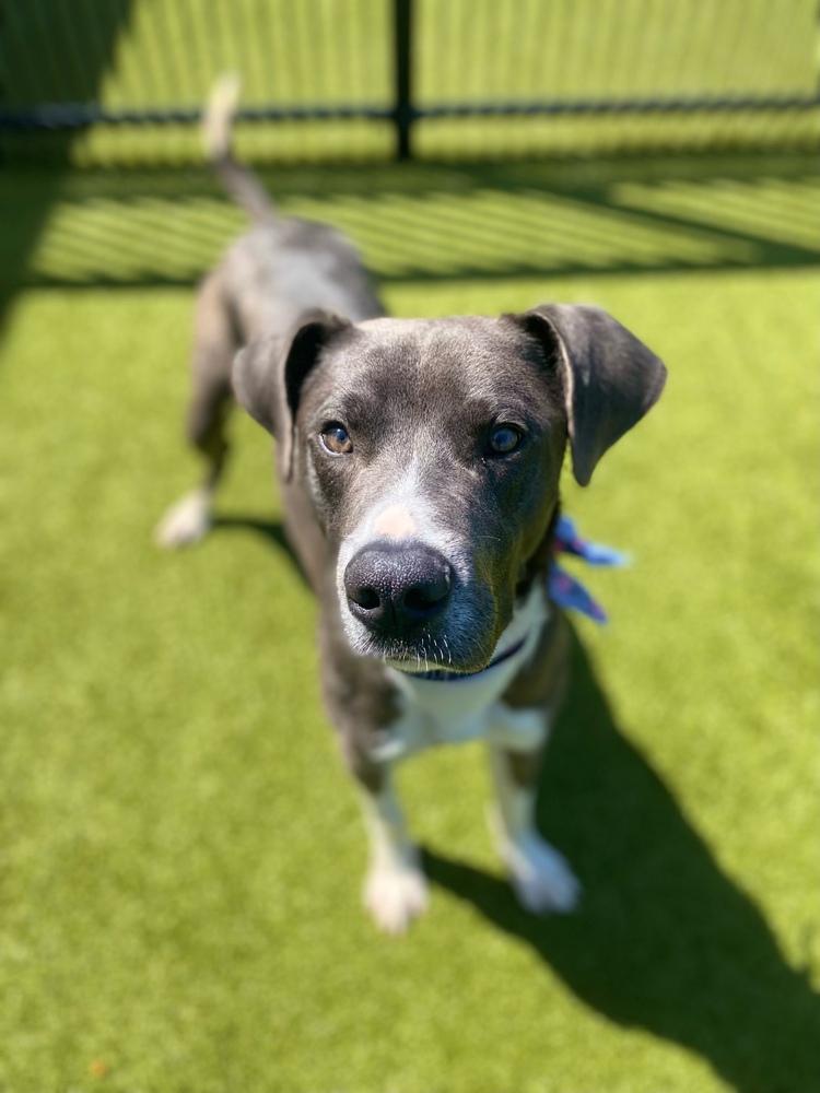 Derby, a Adoptable mixed breed in Shawnee, OK image 3/5