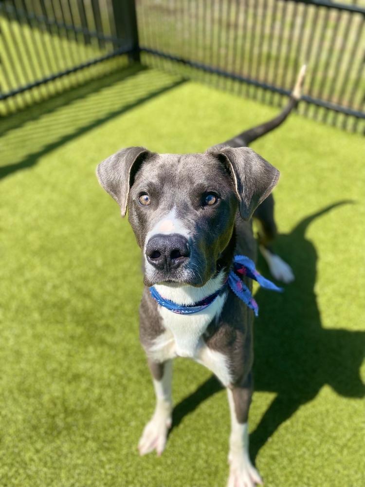 Derby, Adoptable, Young Male Great Dane & Pit Bull Terrier.