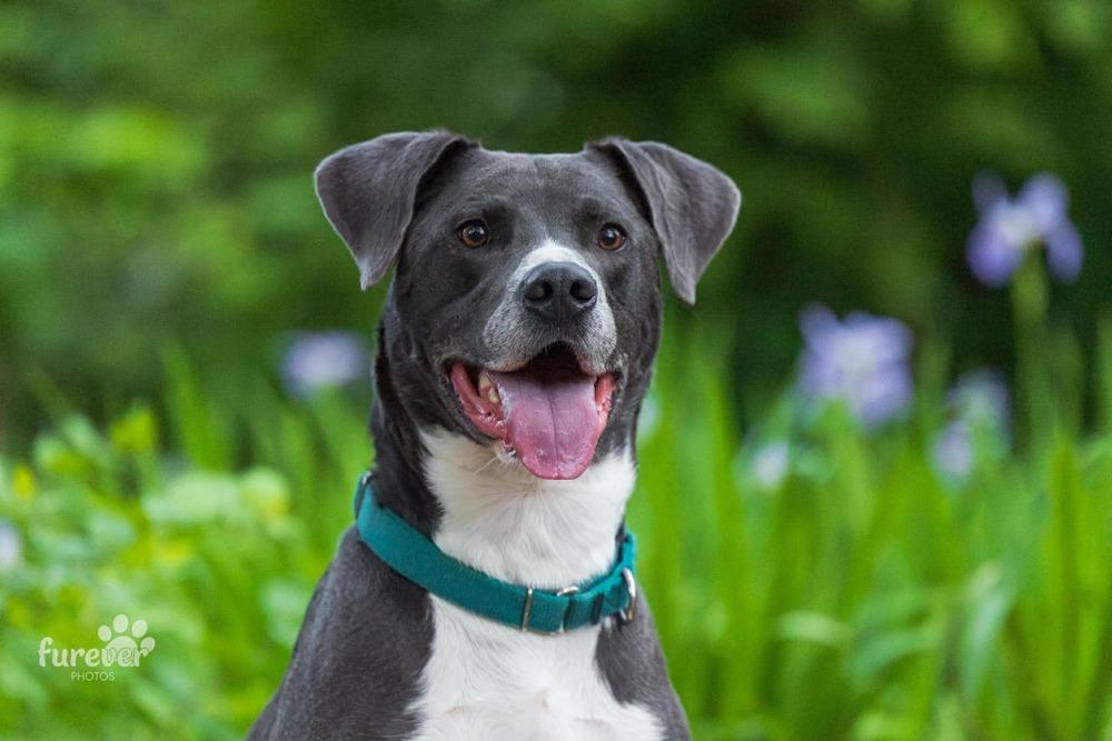 Enlarge Derby, a Adoptable mixed breed in Shawnee, OK image 4/6