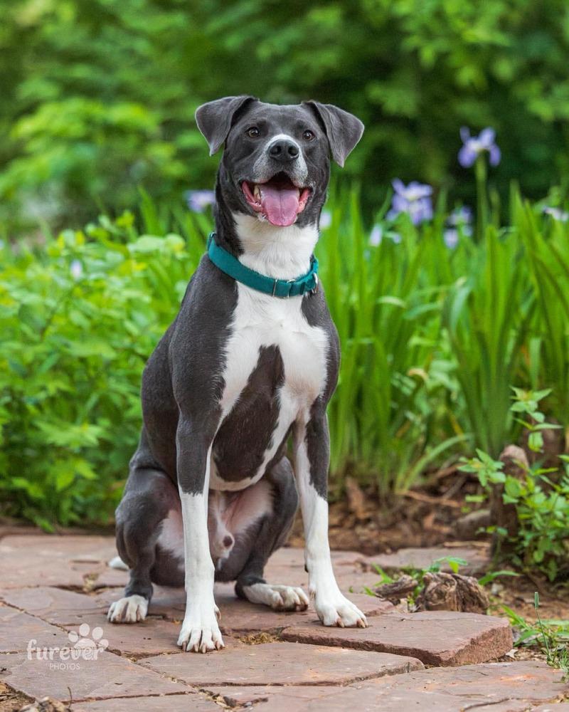 Enlarge Derby, a Adoptable mixed breed in Shawnee, OK image 5/6