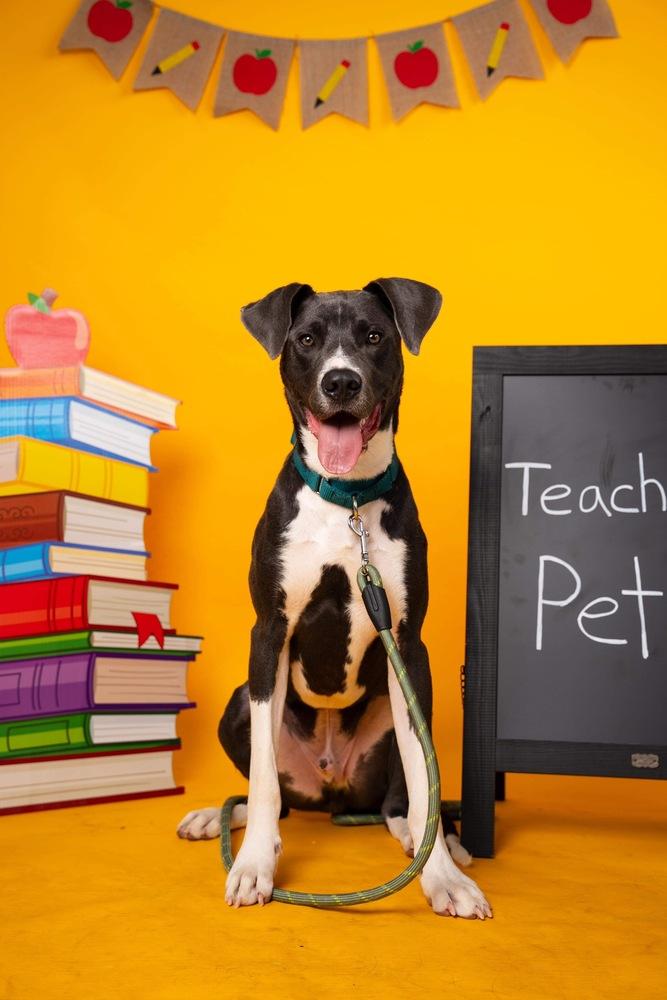 Derby, a Adoptable mixed breed in Shawnee, OK image 5/5