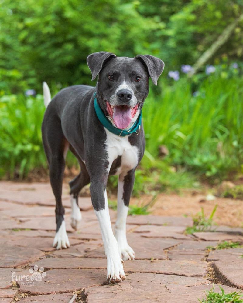 Enlarge Derby, a Adoptable mixed breed in Shawnee, OK image 6/6