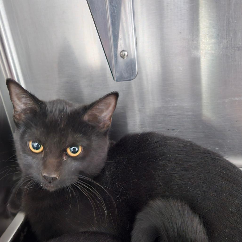 Enlarge Scoot, a Adoptable Domestic Short Hair in Pensacola, FL image 1/1