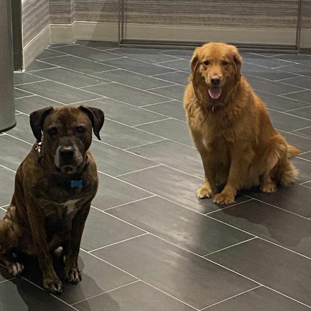 Taz, Adoptable, Senior Male Rottweiler.