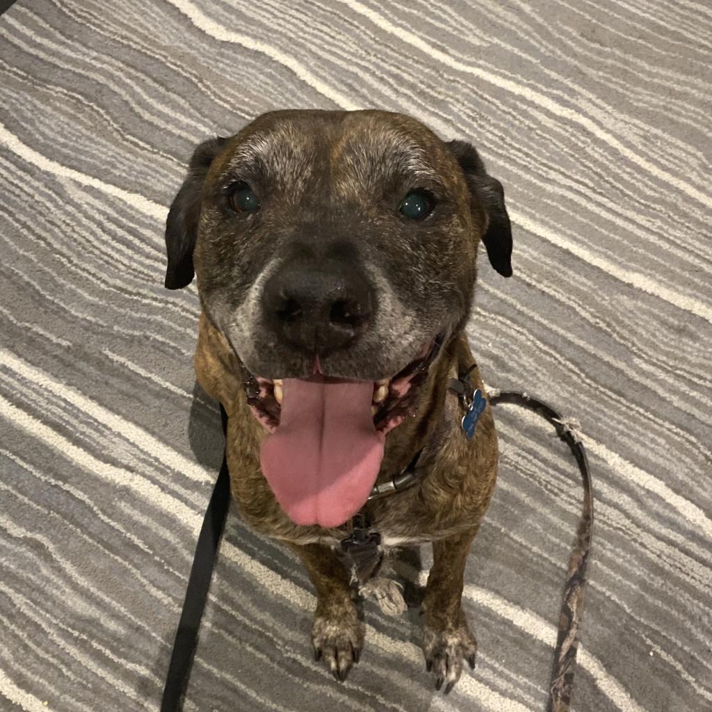 Enlarge Taz, a Adoptable mixed breed in Oakland Park, FL image 3/4