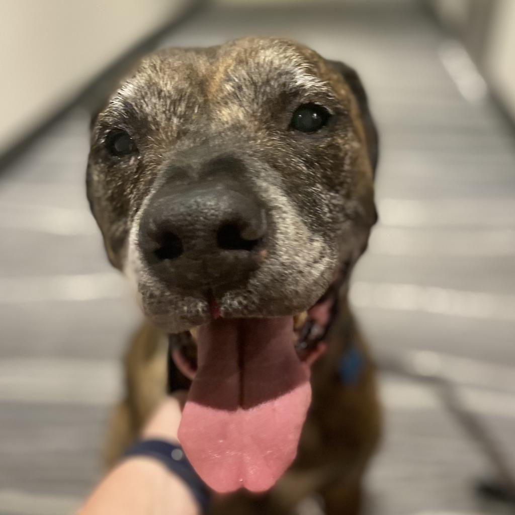 Enlarge Taz, a Adoptable mixed breed in Oakland Park, FL image 4/4