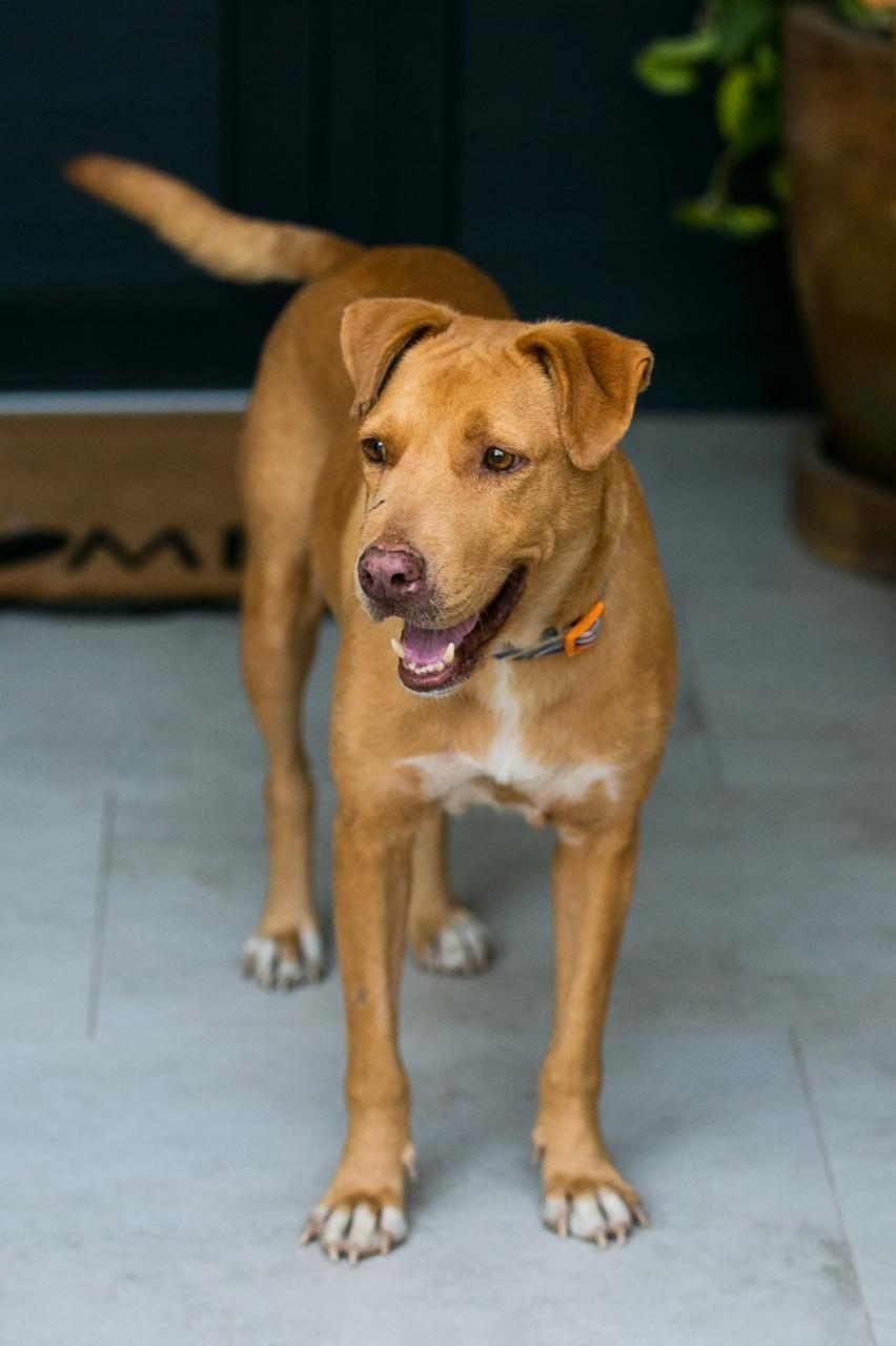 Enlarge Valiente, a Adoptable mixed breed in Bellevue, WA image 4/4