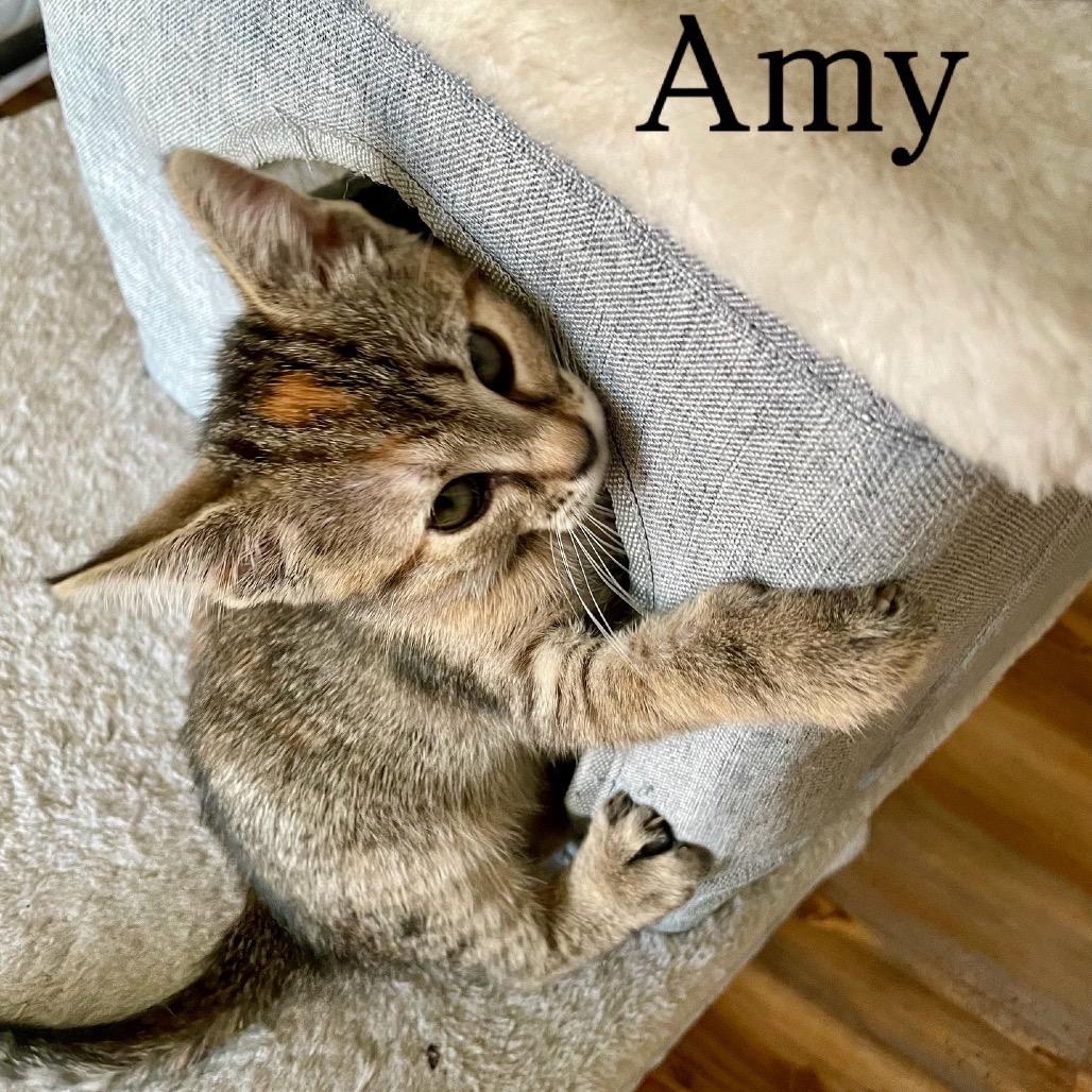 Amy, a Adoptable Domestic Short Hair in Cartersville, GA image 1/3