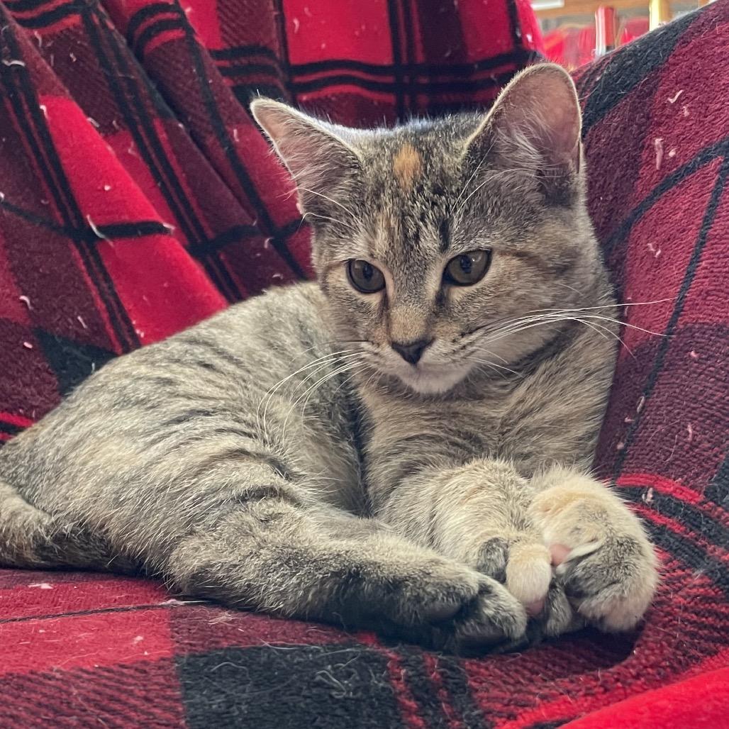 Amy, a Adoptable Domestic Short Hair in Cartersville, GA image 2/3