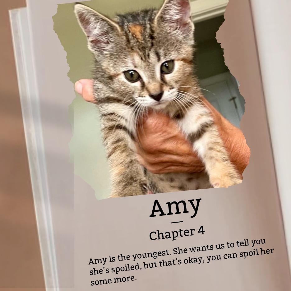Amy, a Adoptable Domestic Short Hair in Cartersville, GA image 3/3