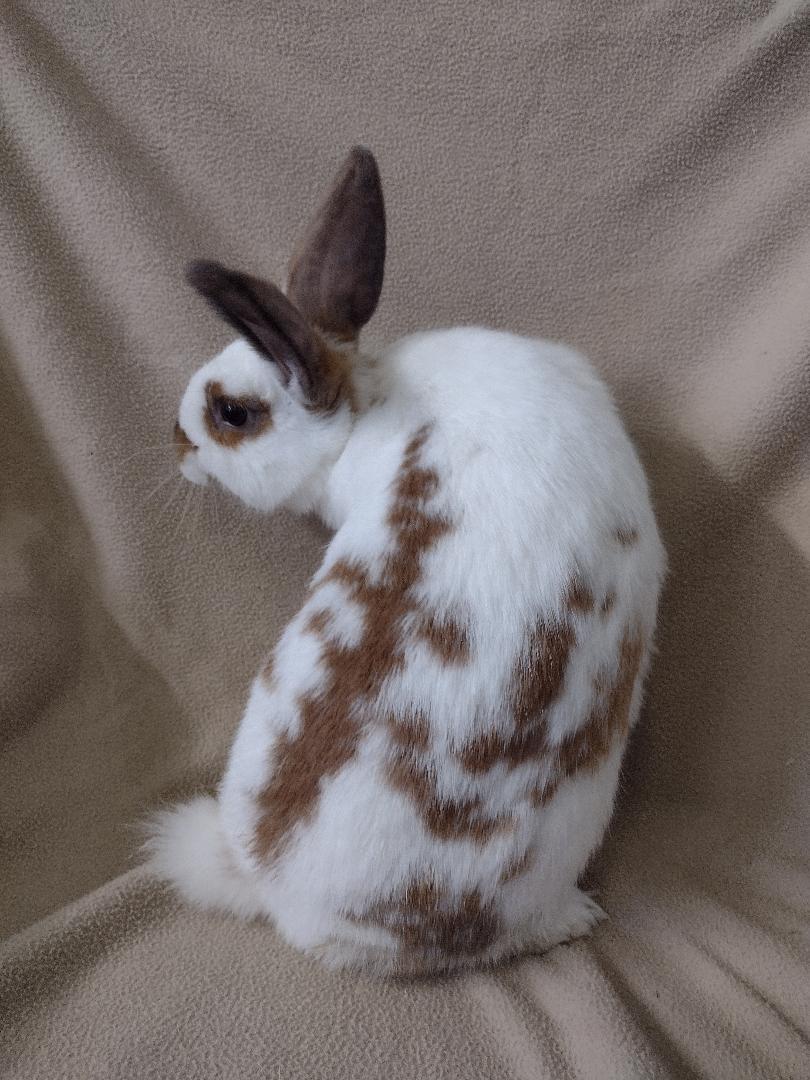 Enlarge Bruce Wayne, a Adoptable American in Plymouth, MI image 4/4