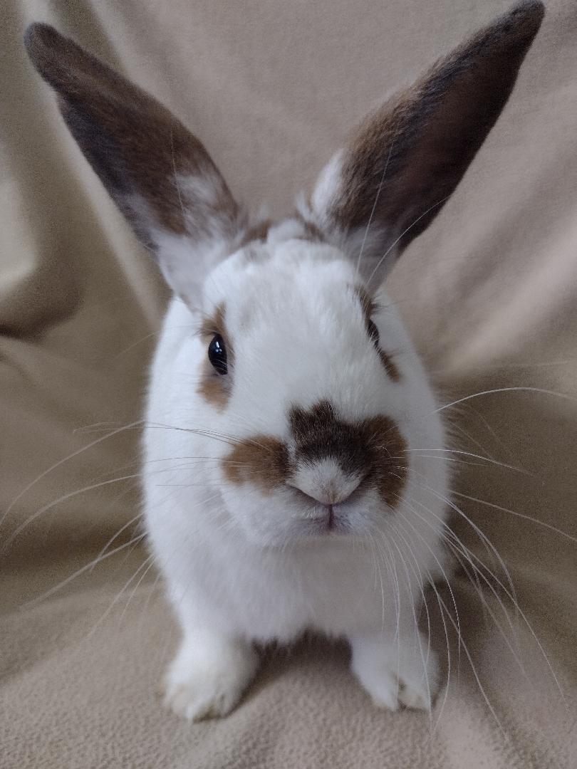 Enlarge Bruce Wayne, a Adoptable American in Plymouth, MI image 2/4