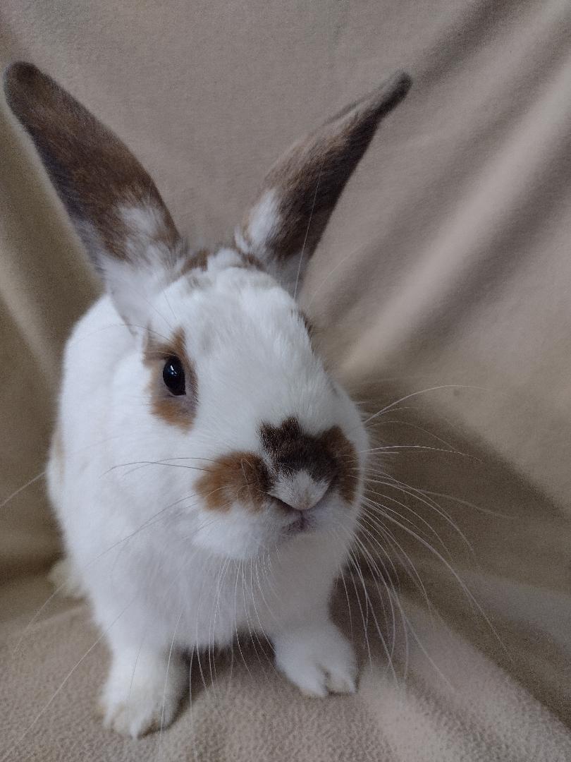 Enlarge Bruce Wayne, a Adoptable American in Plymouth, MI image 1/4
