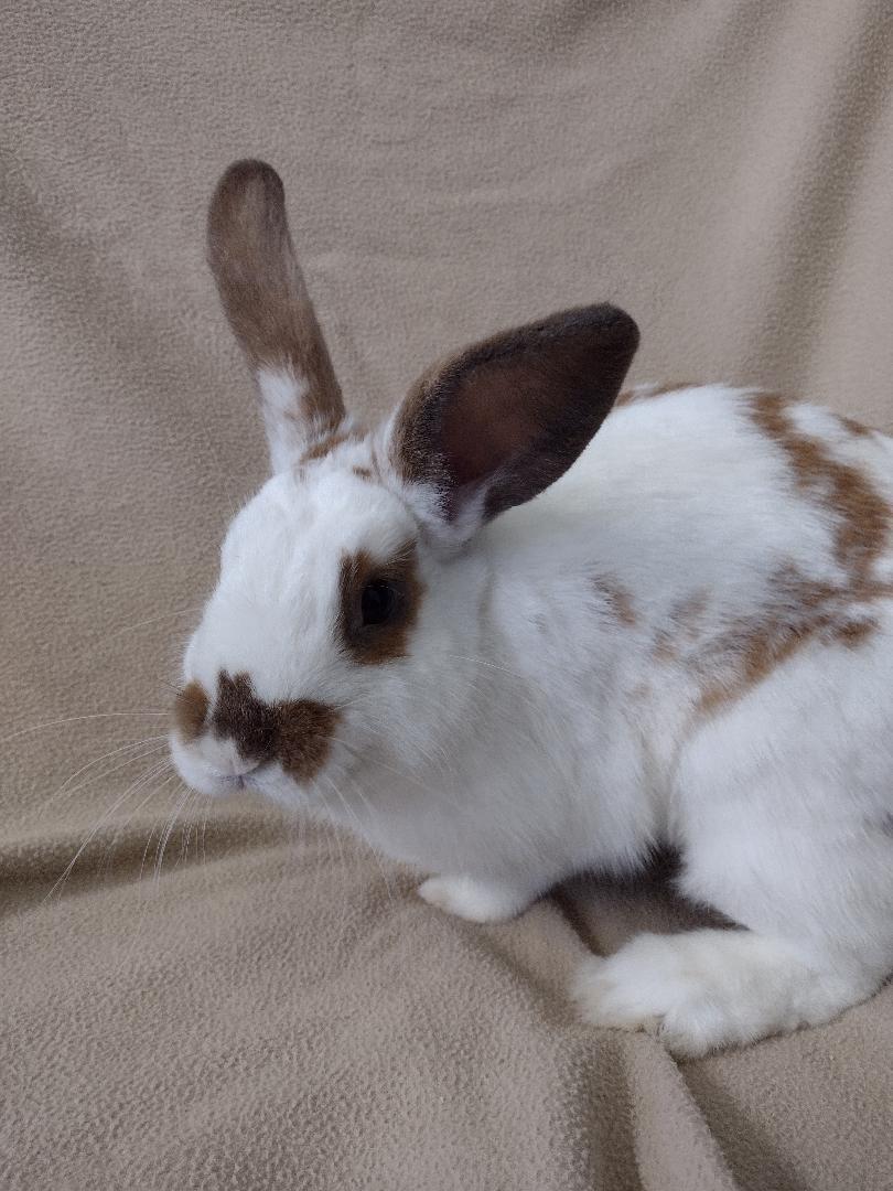 Enlarge Bruce Wayne, a Adoptable American in Plymouth, MI image 3/4