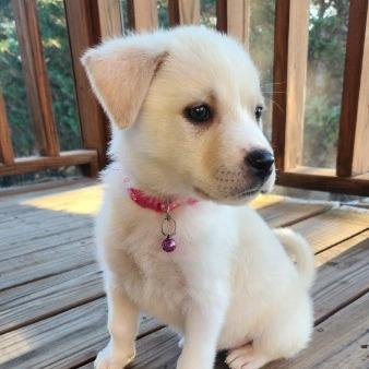 Pumernickle, a Adoptable mixed breed in Allentown, PA image 3/6